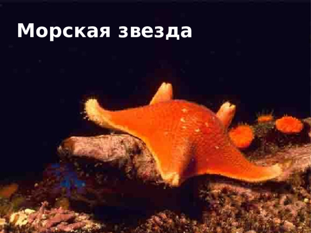 Морская звезда 