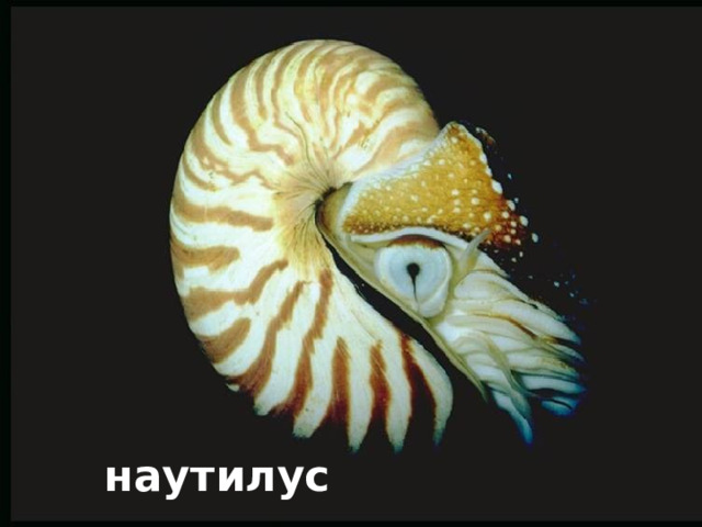 наутилус 
