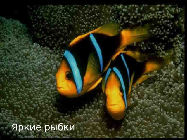Яркие рыбки 