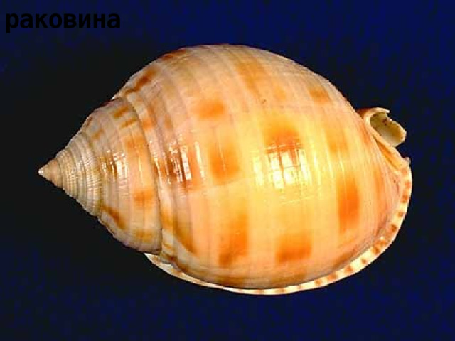 раковина 