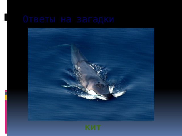 Ответы на загадки кит 