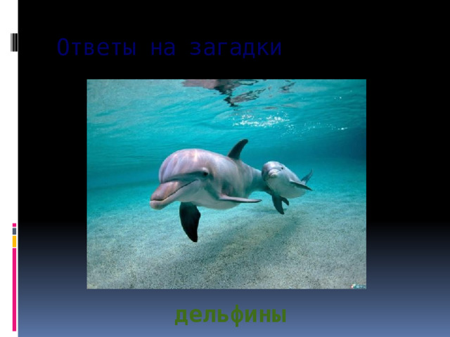 Ответы на загадки дельфины 
