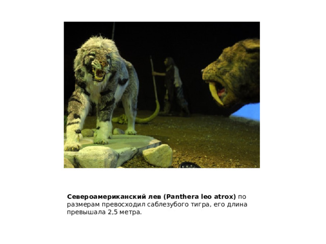 Североамериканский лев (Panthera leo atrox) по размерам превосходил саблезубого тигра, его длина превышала 2,5 метра. 