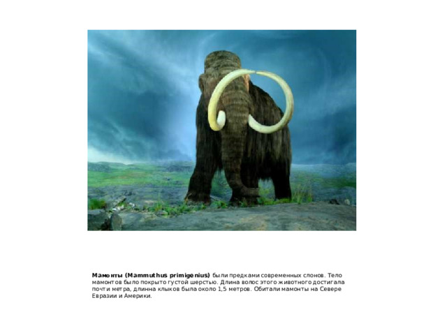  Мамонты (Mammuthus primigenius) были предками современных слонов. Тело мамонтов было покрыто густой шерстью. Длина волос этого животного достигала почти метра, длинна клыков была около 1,5 метров. Обитали мамонты на Севере Евразии и Америки. 