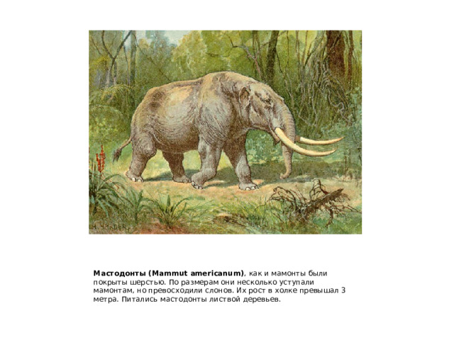 Мастодонты (Mammut americanum) , как и мамонты были покрыты шерстью. По размерам они несколько уступали мамонтам, но превосходили слонов. Их рост в холке превышал 3 метра. Питались мастодонты листвой деревьев. 