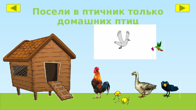 Посели в птичник только домашних птиц 