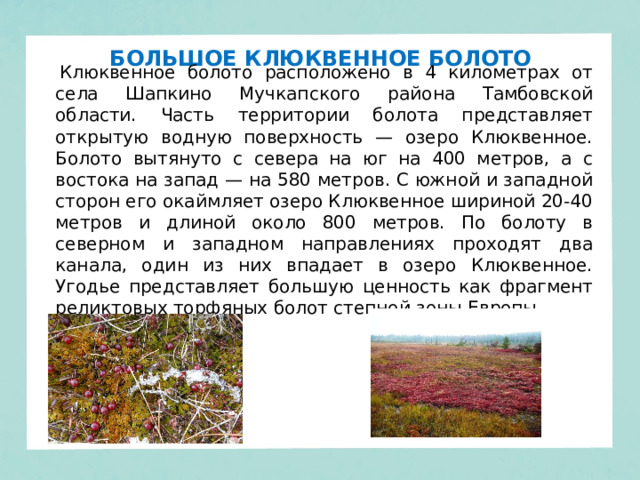 БОЛЬШОЕ КЛЮКВЕННОЕ БОЛОТО   Клюквенное болото расположено в 4 километрах от села Шапкино Мучкапского района Тамбовской области. Часть территории болота представляет открытую водную поверхность — озеро Клюквенное. Болото вытянуто с севера на юг на 400 метров, а с востока на запад — на 580 метров. С южной и западной сторон его окаймляет озеро Клюквенное шириной 20-40 метров и длиной около 800 метров. По болоту в северном и западном направлениях проходят два канала, один из них впадает в озеро Клюквенное. Угодье представляет большую ценность как фрагмент реликтовых торфяных болот степной зоны Европы. 