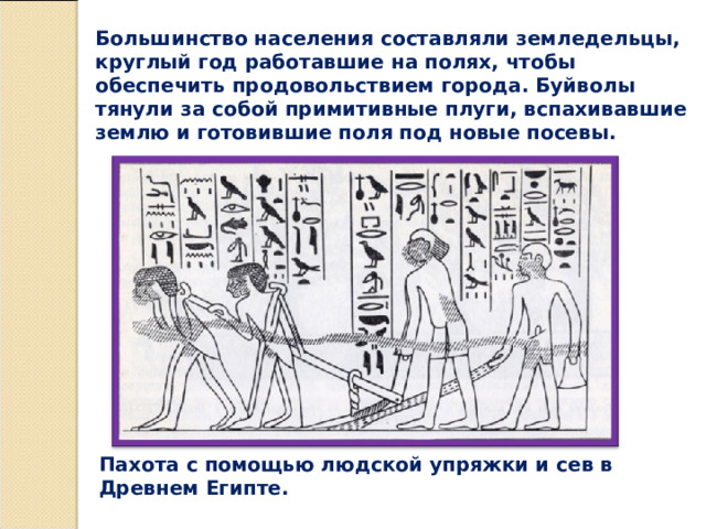 Большинство населения составляли земледельцы, круглый год работавшие на полях, чтобы обеспечить продовольствием города. Буйволы тянули за собой примитивные плуги, вспахивавшие землю и готовившие поля под новые посевы. Пахота с помощью людской упряжки и сев в Древнем Египте.   