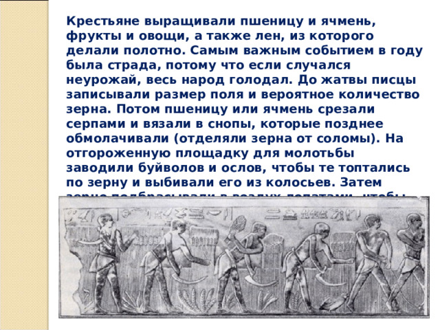 Крестьяне выращивали пшеницу и ячмень, фрукты и овощи, а также лен, из которого делали полотно. Самым важным событием в году была страда, потому что если случался неурожай, весь народ голодал. До жатвы писцы записывали размер поля и вероятное количество зерна. Потом пшеницу или ячмень срезали серпами и вязали в снопы, которые позднее обмолачивали (отделяли зерна от соломы). На отгороженную площадку для молотьбы заводили буйволов и ослов, чтобы те топтались по зерну и выбивали его из колосьев. Затем зерно подбрасывали в воздух лопатами, чтобы очистить и отделить от мякины. 