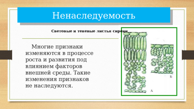Ненаследуемость Световые и теневые листья сирени   Многие признаки изменяются в процессе роста и развития под влиянием факторов внешней среды. Такие изменения признаков не наследуются. 