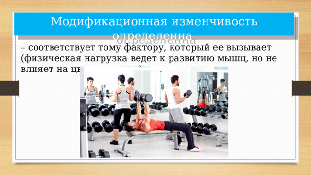 Модификационная изменчивость определенна – соответствует тому фактору, который ее вызывает (физическая нагрузка ведет к развитию мышц, но не влияет на цвет его кожи); 