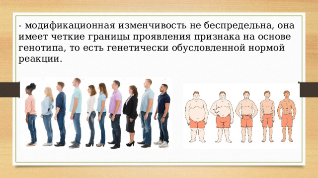 - модификационная изменчивость не беспредельна, она имеет четкие границы проявления признака на основе генотипа, то есть генетически обусловленной нормой реакции. 
