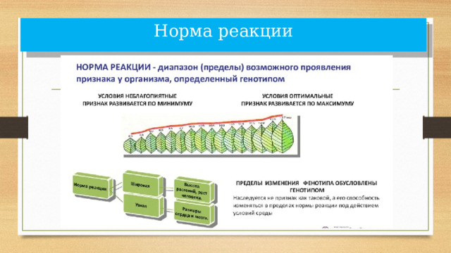 – Норма реакции   