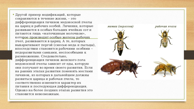 Другой пример модификаций, которые сохраняются в течение жизни, – это дифференциация личинок медоносной пчелы на цариц и рабочих особей. Личинки, которые развиваются в особых больших ячейках сот и питаются лишь «маточкиным молочком», которое производят особые железы рабочих пчел, развиваются в цариц. А те, которых выкармливают пергой (смесью меда и пыльцы), впоследствии становятся рабочими особями – недоразвитыми самками, неспособными к размножению. Следовательно, дифференциация личинок женского пола медоносной пчелы зависит от еды, которую они получают во время своего развития. Если на ранних этапах развития поменять местами личинок, из которых в дальнейшем должны развиться царица и рабочая пчела, то соответственно изменится характер их питания и последующая дифференциация. Однако на более поздних этапах развития это становится невозможным. 