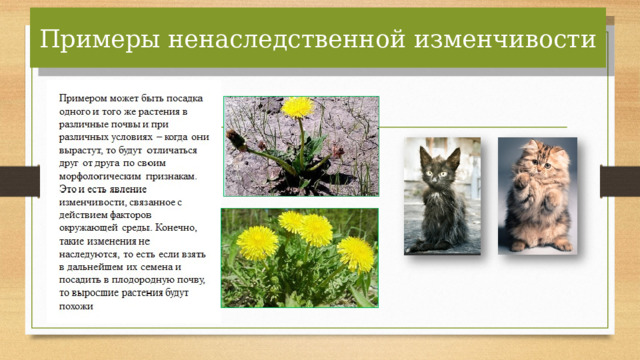 Примеры ненаследственной изменчивости 