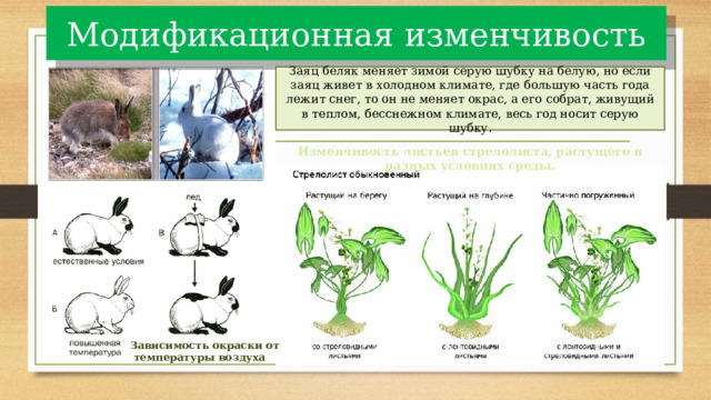Модификационная изменчивость Заяц беляк меняет зимой серую шубку на белую, но если заяц живет в холодном климате, где большую часть года лежит снег, то он не меняет окрас, а его собрат, живущий в теплом, бесснежном климате, весь год носит серую шубку. Изменчивость листьев стрелолиста, растущего в разных условиях среды. Зависимость окраски от  температуры воздуха 