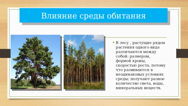 Влияние среды обитания В лесу , растущие рядом растения одного вида различаются между собой: размером, формой кроны, скоростью роста, потому что развиваются в неодинаковых условиях среды: получают разное количество света, воды, минеральных веществ. 
