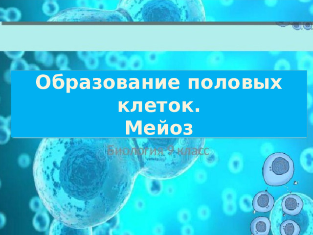 Образование половых клеток. Мейоз 