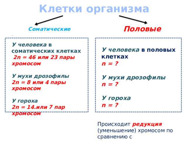 Клетки организма Половые Соматические .  У человека в соматических клетках  2n = 46 или 23 пары хромосом  У мухи дрозофилы 2n = 8 или 4 пары хромосом  У гороха 2n = 14.или 7 пар хромосом   У человека в половых  клетках  n = ?  У мухи дрозофилы  n = ?  У гороха   n = ? Происходит редукция  (уменьшение) хромосом по сравнению с соматическими.  