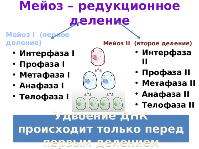 Мейоз – редукционное деление Мейоз I (первое деление) Мейоз II (второе деление) Интерфаза II Профаза II Метафаза II Анафаза II Телофаза II  Интерфаза I Профаза I Метафаза I Анафаза I Телофаза I Удвоение ДНК происходит только перед первым делением 