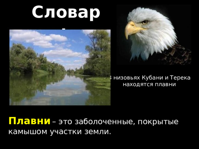 Словарь В низовьях Кубани и Терека находятся плавни Плавни  – это заболоченные, покрытые камышом участки земли. 