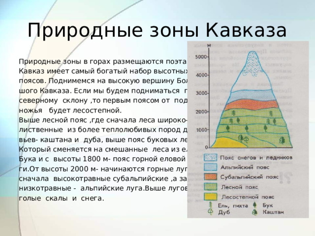 Природные зоны Кавказа Природные зоны в горах размещаются поэтажно. Кавказ имеет самый богатый набор высотных поясов. Поднимемся на высокую вершину Боль- шого Кавказа. Если мы будем подниматься по северному склону ,то первым поясом от под- ножья будет лесостепной. Выше лесной пояс ,где сначала леса широко- лиственные из более теплолюбивых пород дере- вьев- каштана и дуба, выше пояс буковых лесов, Который сменяется на смешанные леса из ели и Бука и с высоты 1800 м- пояс горной еловой тай- ги.От высоты 2000 м- начинаются горные луга – сначала высокотравные субальпийские ,а затем низкотравные - альпийские луга.Выше лугов – голые скалы и снега. 