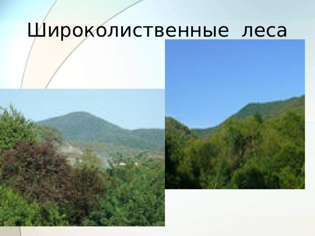 Широколиственные леса 