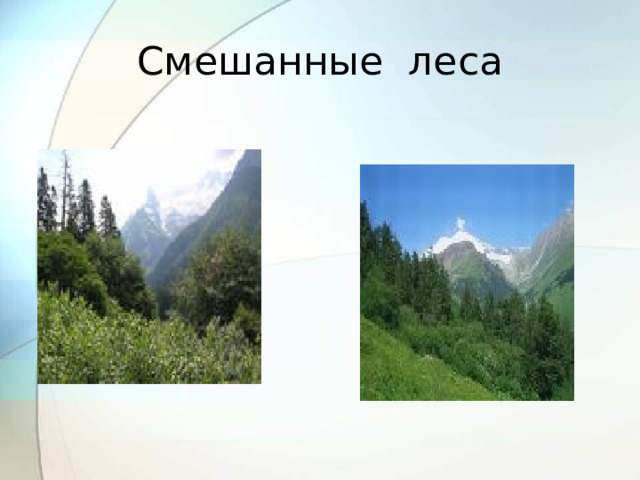 Смешанные леса 
