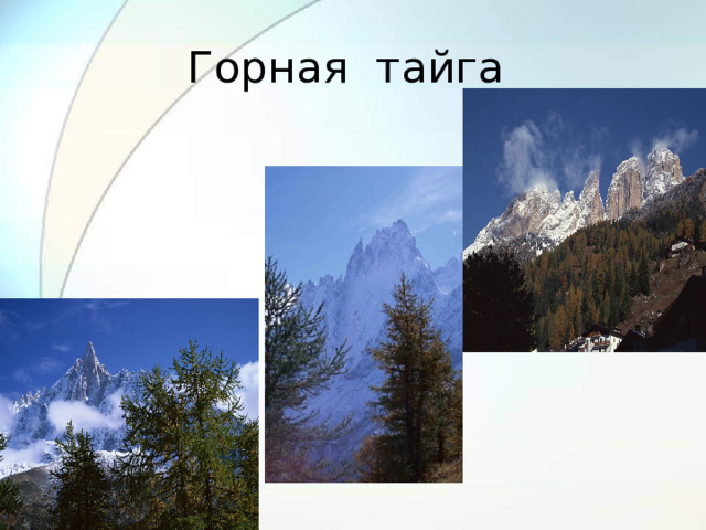 Горная тайга 