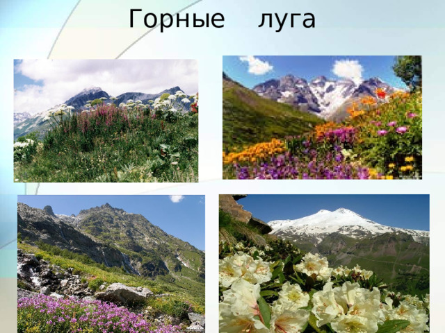 Горные луга 