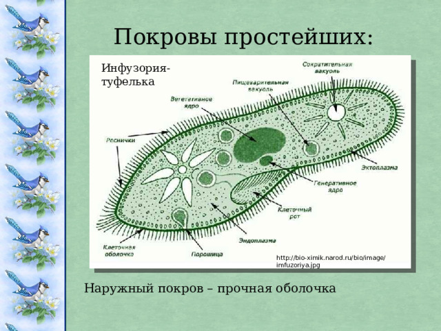 Покровы простейших: Инфузория-туфелька http://bio-ximik.narod.ru/bio/image/imfuzoriya.jpg Наружный покров – прочная оболочка 
