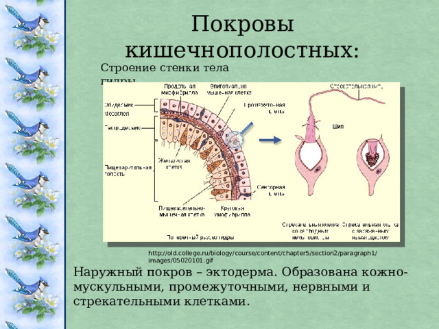 Покровы кишечнополостных: Строение стенки тела гидры http://old.college.ru/biology/course/content/chapter5/section2/paragraph1/images/05020101.gif Наружный покров – эктодерма. Образована кожно-мускульными, промежуточными, нервными и стрекательными клетками. 