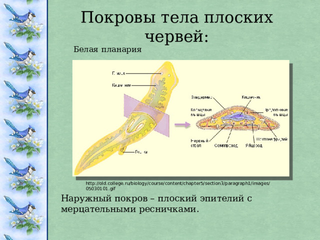Покровы тела плоских червей: Белая планария Наружный покров – плоский эпителий с мерцательными ресничками. http://old.college.ru/biology/course/content/chapter5/section3/paragraph1/images/05030101.gif 