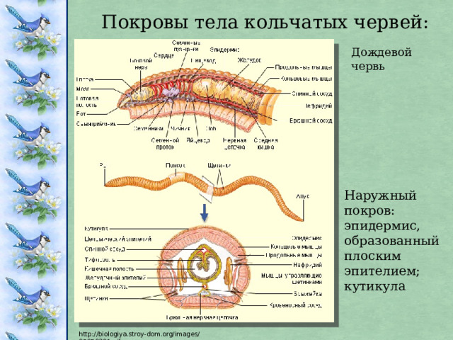 Покровы тела кольчатых червей: Дождевой червь Наружный покров: эпидермис, образованный плоским эпителием; кутикула http://biologiya.stroy-dom.org/images/05050201.gif 