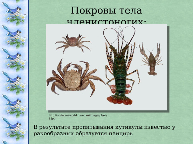 Покровы тела членистоногих: http://underseaworld.narod.ru/images/Raki/1.jpg В результате пропитывания кутикулы известью у ракообразных образуется панцирь 