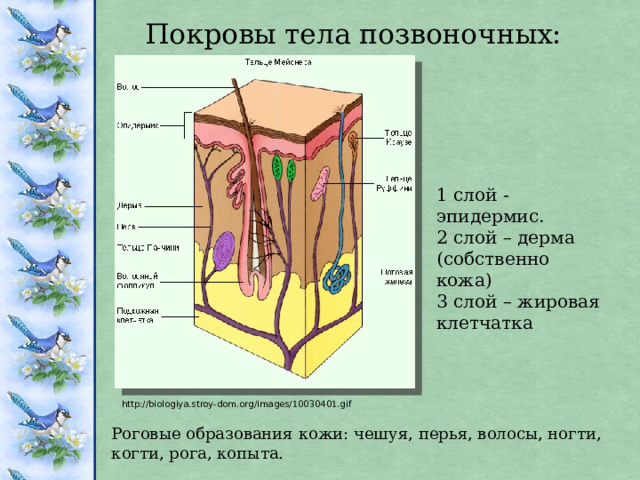 Покровы тела позвоночных: 1 слой - эпидермис. 2 слой – дерма (собственно кожа) 3 слой – жировая клетчатка http://biologiya.stroy-dom.org/images/10030401.gif Роговые образования кожи: чешуя, перья, волосы, ногти, когти, рога, копыта. 