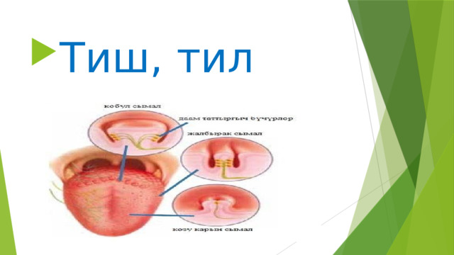 Тиш, тил 
