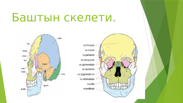 Баштын скелети. 