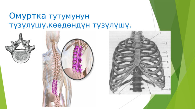 Омуртка тутумунун түзүлүшү,көөдөндүн түзүлүшү. 
