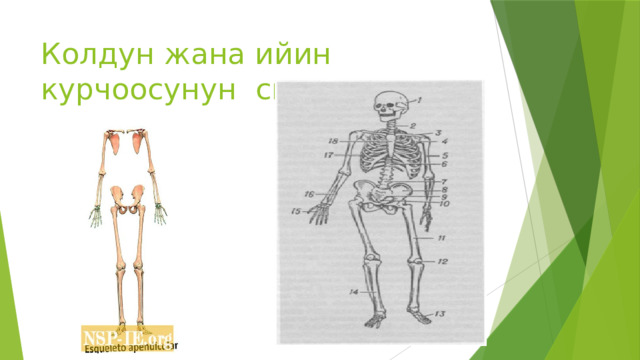 Колдун жана ийин курчоосунун скелети. 
