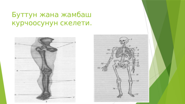 Буттун жана жамбаш курчоосунун скелети. 