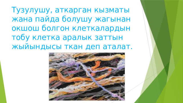 Тузулушу, аткарган кызматы жана пайда болушу жагынан окшош болгон клеткалардын тобу клетка аралык заттын жыйындысы ткан деп аталат. 