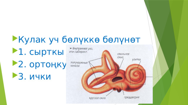 Кулак уч бөлүккө бөлүнөт 1. сырткы 2. ортоңку 3. ички 