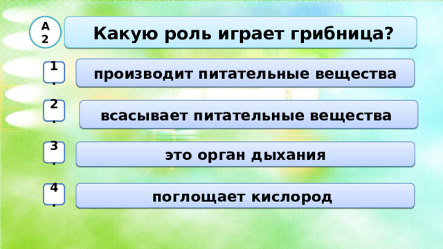 А2   Какую роль играет грибница?  производит питательные вещества 1. 2. всасывает питательные вещества   это орган дыхания 3. поглощает кислород 4. 2.  