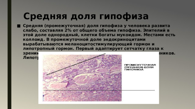 Средняя доля гипофиза Средняя (промежуточная) доля гипофиза у человека развита слабо, составляя 2% от общего объема гипофиза. Эпителий в этой доле однородный, клетки богаты мукоидом. Местами есть коллоид. В промежуточной доле эндокриноцитами вырабатываются меланоцитостимулирующий гормон и липотропный гормон. Первый адаптирует сетчатку глаза к зрению в сумерках, а также активизирует кору надпочечников. Липотропный гормон стимулирует жировой обмен. 