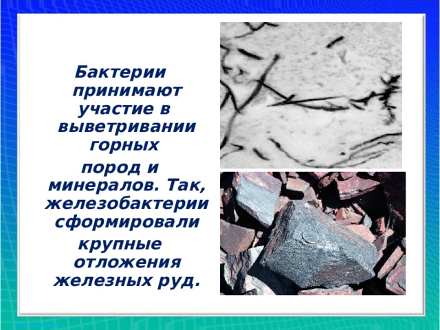 Бактерии принимают участие в выветривании горных пород и минералов. Так, железобактерии сформировали крупные отложения железных руд.  