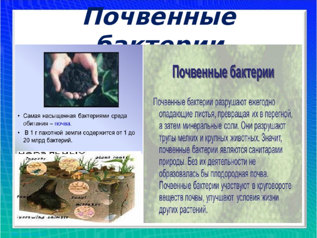 Почвенные бактерии 