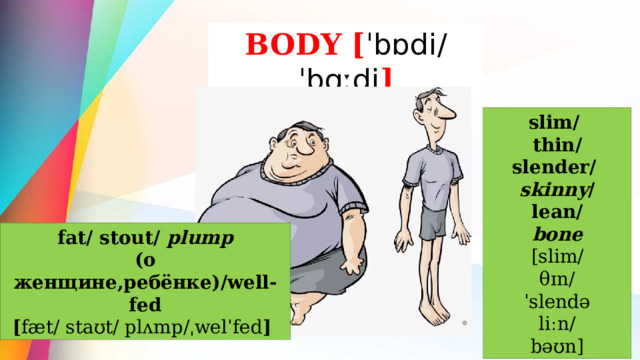 BODY  [ ˈbɒdi/ ˈbɑːdi ] slim/ thin/ slender/ skinny / lean/ bone  [slim/ θɪn/ ˈslendə liːn/ bəʊn] fat/ stout/ plump (о женщине,ребёнке)/well-fed [ fæt/ staʊt/ plʌmp/ˌwelˈfed ] 