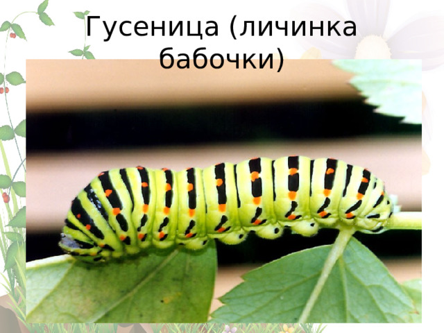 Гусеница (личинка бабочки) 