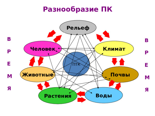 Разнообразие ПК  Рельеф В  Р  Е  М  Я В  Р  Е  М  Я Человек Климат ПТК Почвы Животные Растения Воды 